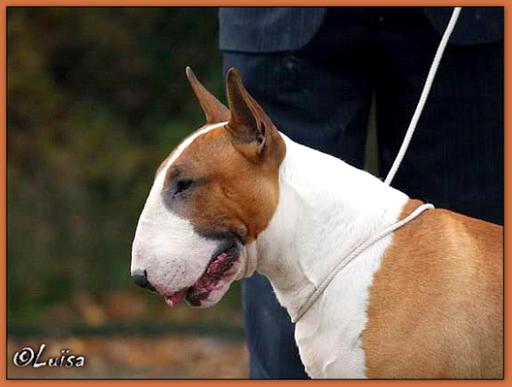 Bull hot sale terrier bruce