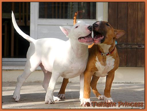Twilight Princess Bull Terrier - Chiot