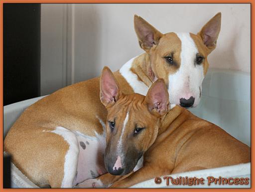 Twilight Princess Bull Terrier - Chiot