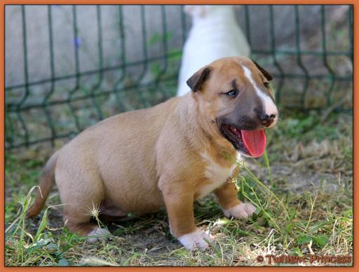 Twilight Princess Bull Terrier - Chiot