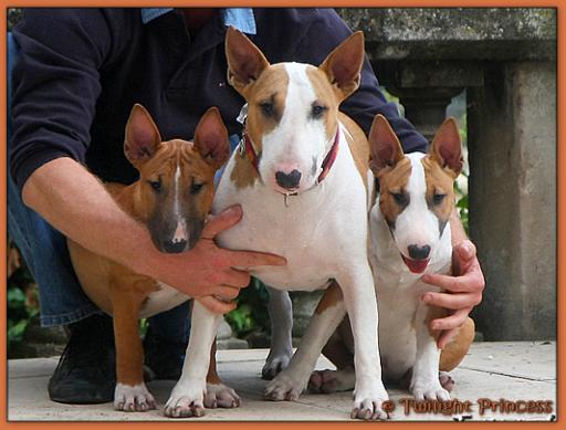 Twilight Princess Bull Terrier - Chiot