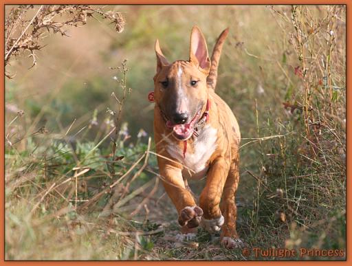 Twilight Princess Bull Terrier - Chiot