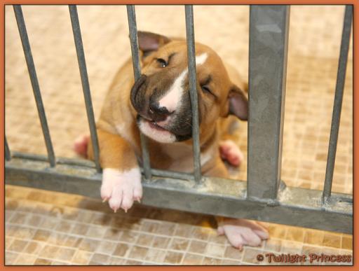 Twilight Princess Bull Terrier - Chiot