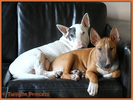 Twilight Princess Bull Terrier - Chiot