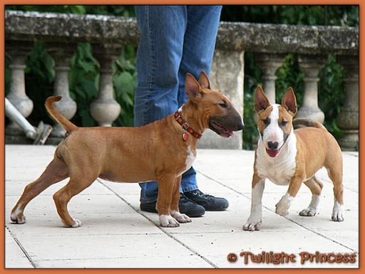 Twilight Princess Bull Terrier - Chiot