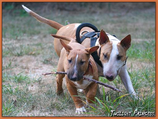 Twilight Princess Bull Terrier - Chiot