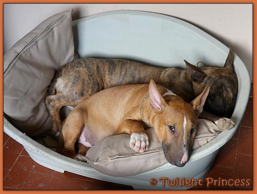 Twilight Princess Bull Terrier - Chiot