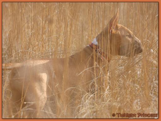 Twilight Princess Bull Terrier - Chiot