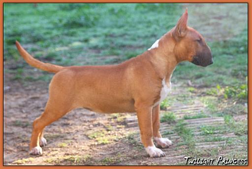 Twilight Princess Bull Terrier - Chiot