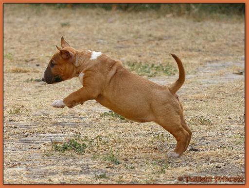 Twilight Princess Bull Terrier - Chiot