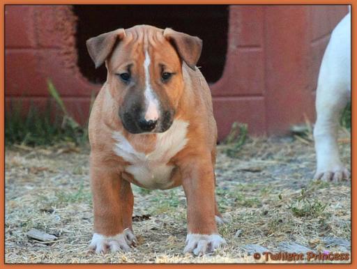 Twilight Princess Bull Terrier - Chiot