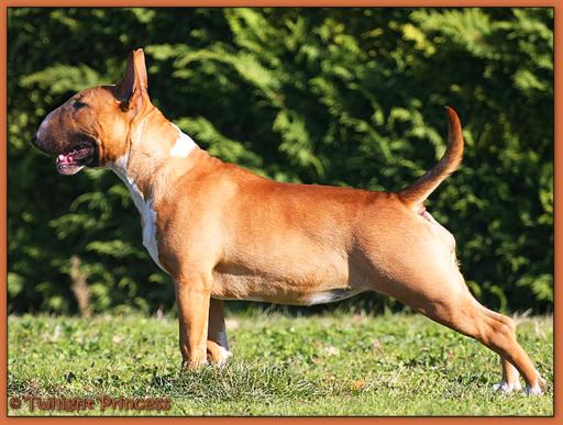 Twilight Princess Bull Terrier - Chiot