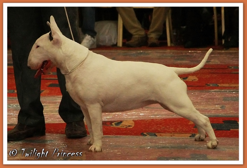 Ch. Eyona Star at Aricon