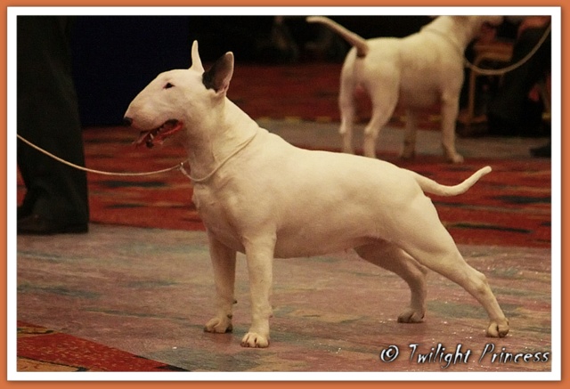Ch. Eyona Star at Aricon