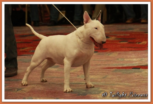 Ch. Eyona Star at Aricon