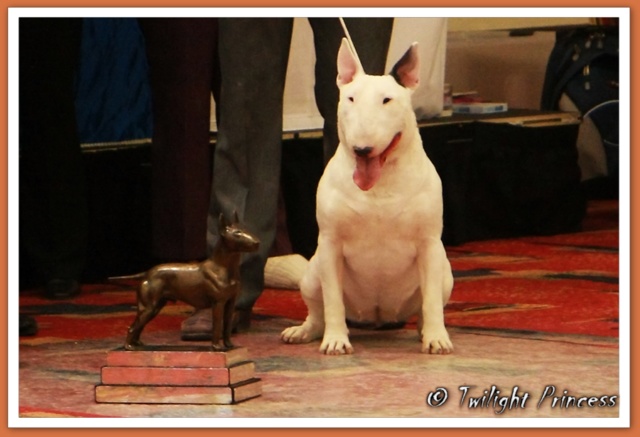 Ch. Eyona Star at Aricon winning Regent Trophy 2009