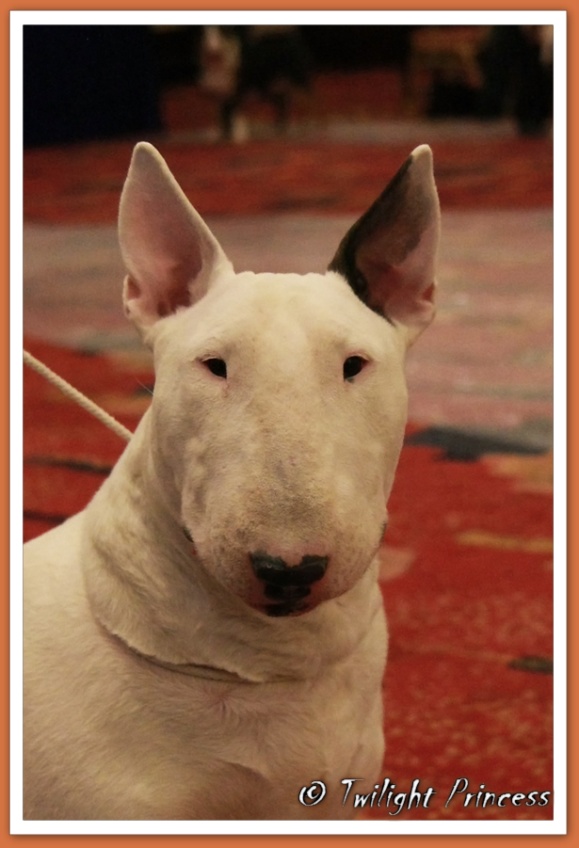 Ch. Eyona Star at Aricon
