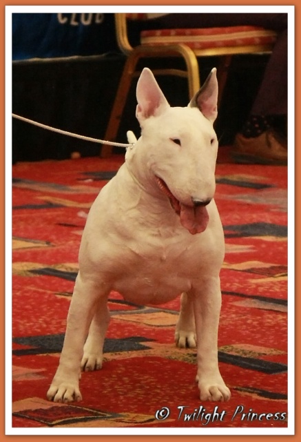 Ch. Eyona Star at Aricon