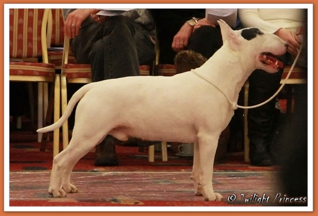 Bullworld Cool Bull