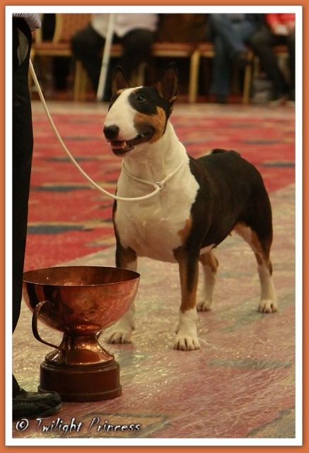 Ch. Coxgal Oiche Angel