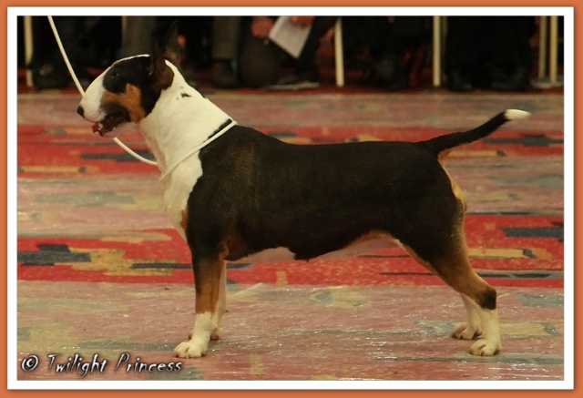 Ch. Coxgal Oiche Angel